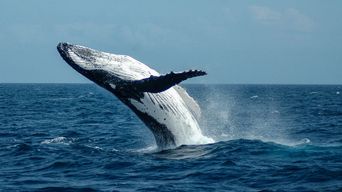 10 Facts about Humpback Whales | Auckland Whale & Dolphin Safari