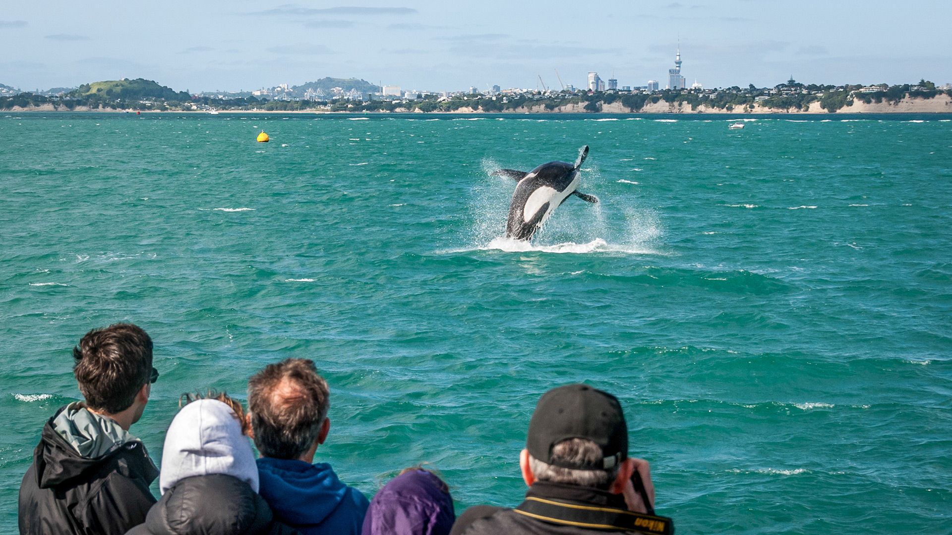 November 2019 Whale Watching Highlights - Auckland Whale & Dolphin Safari