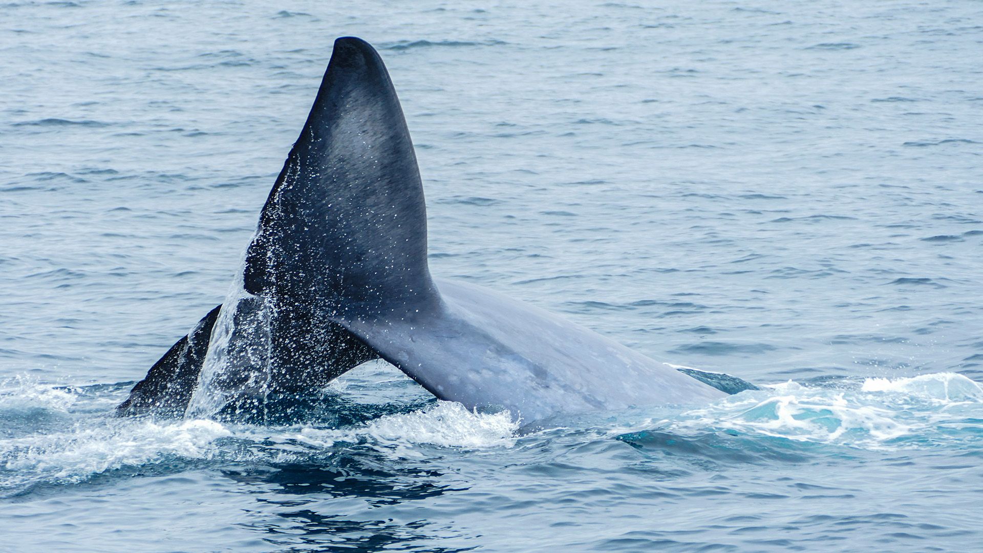 How Whales Protect the Planet | Auckland Whale & Dolphin Safari