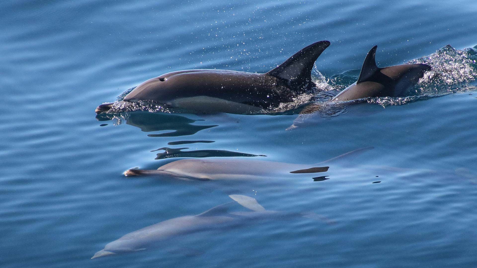 How do Whales and Dolphins Sleep? - Auckland Whale & Dolphin Safari