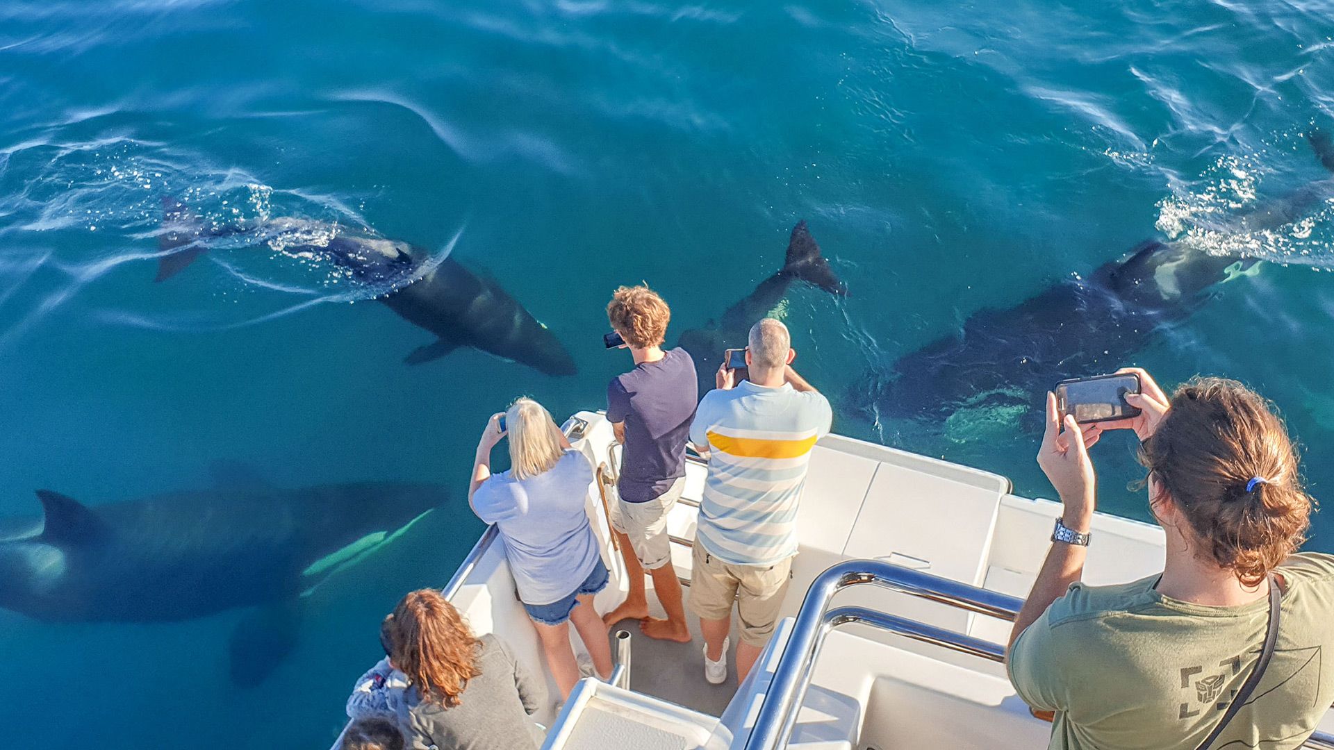 May 2019 Whale Watching Highlights - Auckland Whale & Dolphin Safari