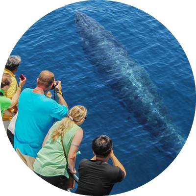 Auckland Whale & Dolphin Safari | Whale Watching Tours In New Zealand