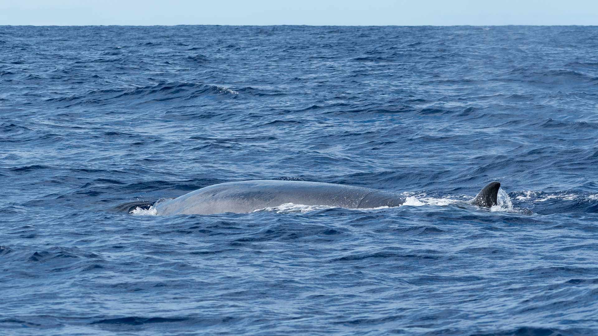 Whales In The Hauraki Gulf | Auckland Whale & Dolphin Safari