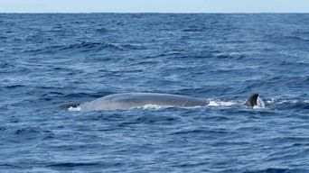 Sei Whale New Zealand | Auckland Whale & Dolphin Safari